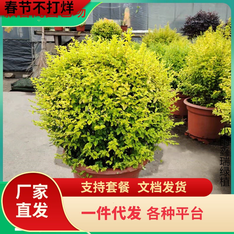 Dropshipping Golden Leaf Ligustrum Potted Plant Bright Gold Ligustrum Evolution Air Courtyard Balcony Heat-Resistant and Cold-Resistant Perennial