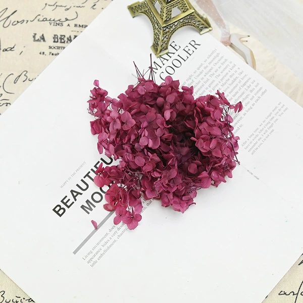 B -level Anna hydrangea wine red