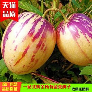 Ginseng Fruit Seeds Indoor Balcony Potted Round Fruit Yellow Flesh Ginseng Fruit Seeds Spring & Fall Seasons Rare Fruit Seeds