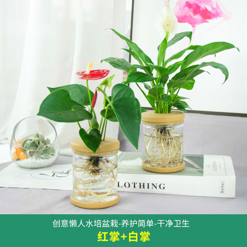 Plantas hidropónicas en maceta de flores de oficina de flores pequeñas plantas verdes en todas las estaciones, fácil de cultivar plantas en maceta de agua suculenta.