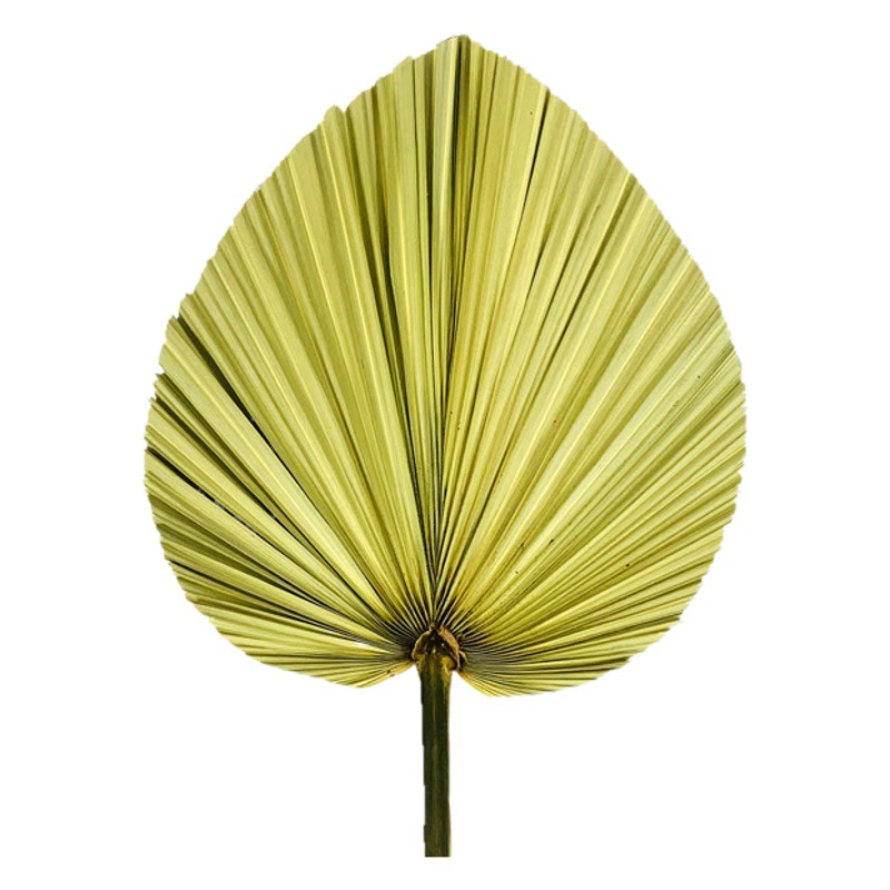 Fuente de la fábrica flor seca hoja de cola hoja de palma color primario planta girasol hoja ventilador decoración suave decoración de la boda centro comercial adornos