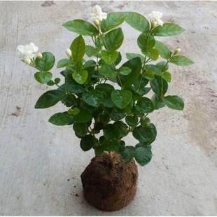 һ�����l���ԾGֲ���^����/����Ƅ���ذ�/�pɫ����//���箔���_��