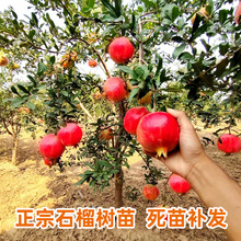 ʯ玧oͻ˹ܛʯϱͥԺ