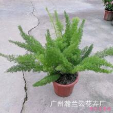 天门冬植物 天门冬植物品牌 图片 价格 天门冬植物批发 阿里巴巴