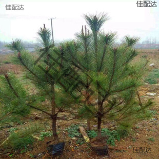 �ļ����ش������糣�G����ֱ�NС������ɘ��紲����ɘ����