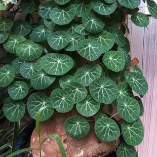 Mountain Turtle Balcony Plants Are Easy to Grow in Pots in All Seasons and Are Easy to Survive Indoors. They Purify the Air and Climb the Wall to Absorb Formaldehyde.
