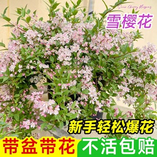 ����ѩ���Ԏ������绨��ֲ���ļ����B�̨ͥԺ�����ۻ�������