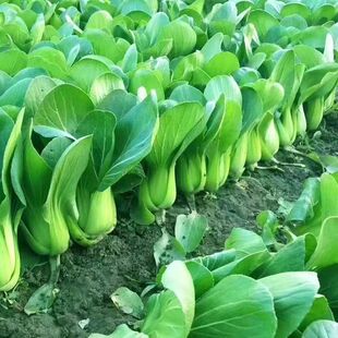Four Seasons Shanghai Green Seeds Cabbage Seeds Vegetable Seeds Green Cabbage Cabbage Four Seasons Easy-To-Grow Potted Vegetable Seeds