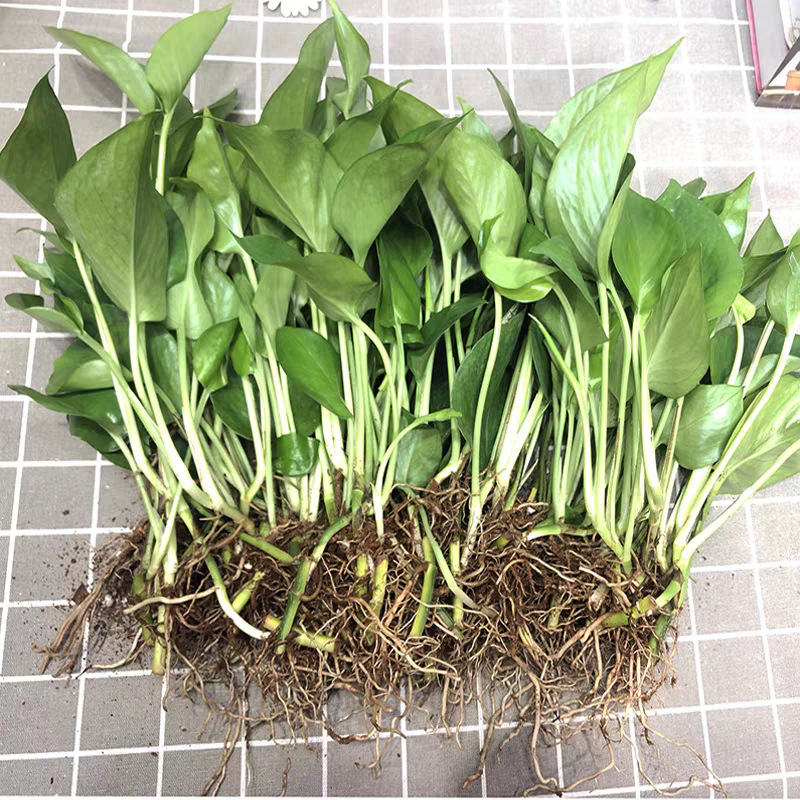 水培绿萝裸根水养绿植物大叶绿箩花卉发财树红掌富贵竹吊