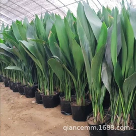 盆栽;月季蔷薇植物;乔木