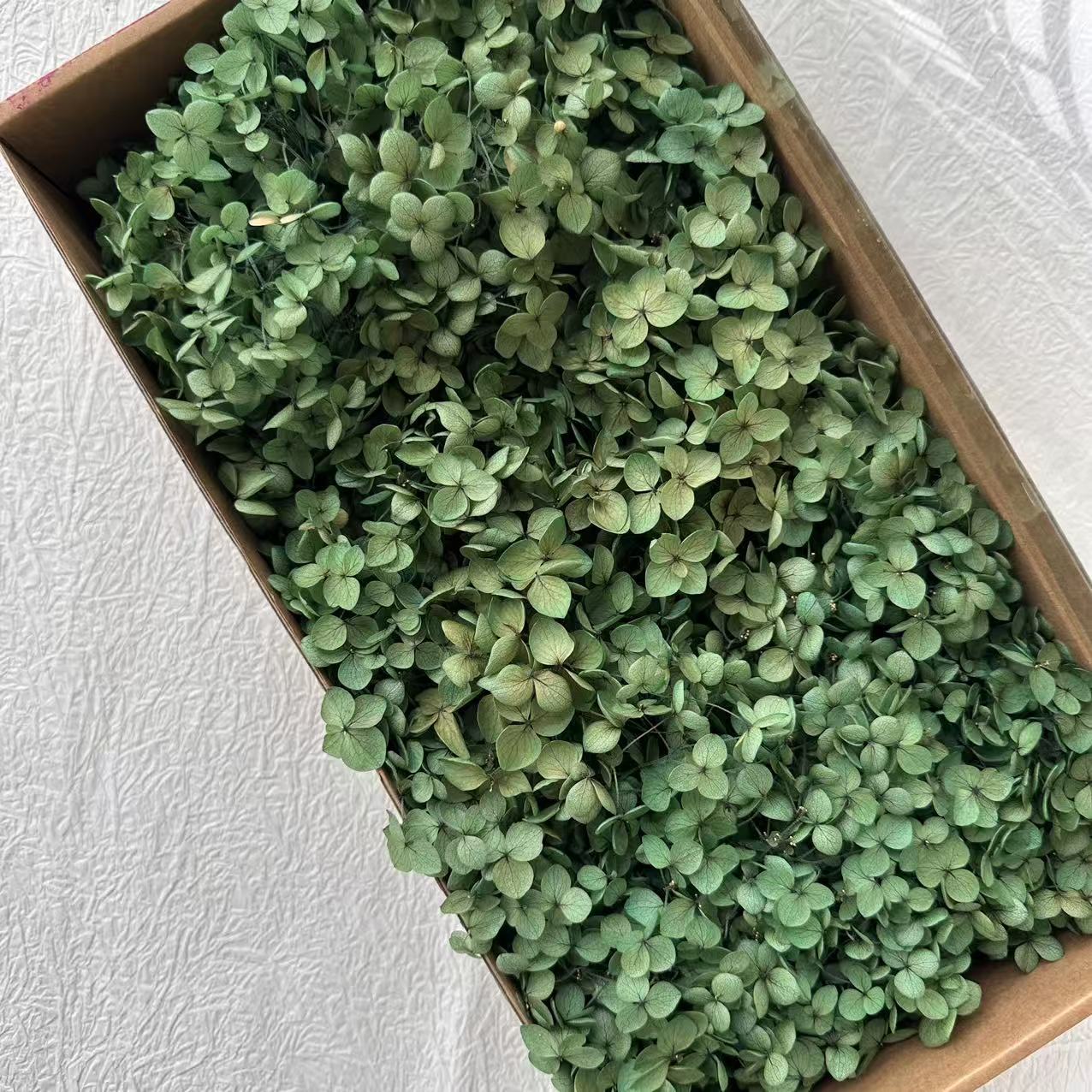 Vert clair absorbant la couleur / 5G en boîte