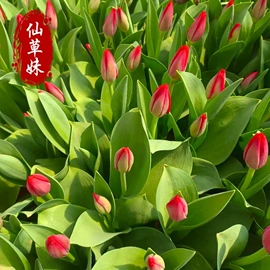 宿根花卉;一二年生花卉;灌木