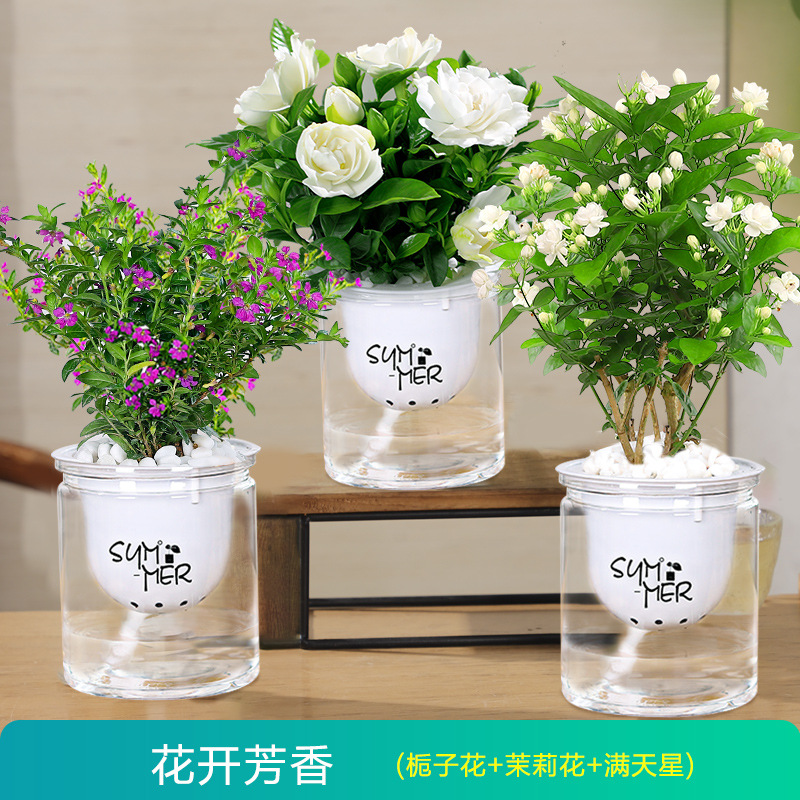 [꽃과 향기] 치자나무 + 자스민 + 아기숨결