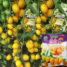 超甜黄色圣女果种子苗樱桃小番茄种子籽蔬菜子西红柿水果四季盆栽