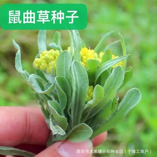 Ұ�������ݷN������������S���������˷�����ﰬ�޲�ˮţ��Ұ��