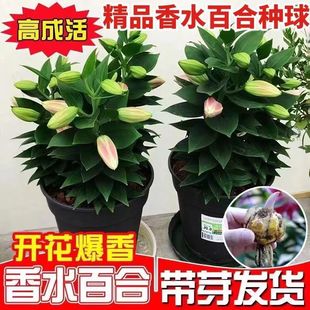 Dropshipping [Delivered with Buds] Perfume Lily Bulbs Bloom in All Seasons, Cold-Resistant Balcony Indoor and Outdoor Imported