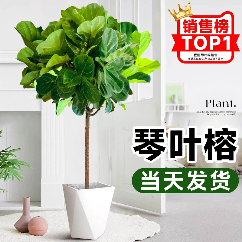 Древесина тысячелетия (Дракеана) – крупное комнатное растение, цветное, в горшке, для гостиной и офиса, простое в уходе, живое растение, как живой, цвет «кровь дракона»