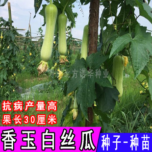 �߲˷N���ļ��Nֲ �������쾀�z���Ѱ���z������׽z�ϷN�ӷN��