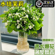 茉莉花水培植物盆栽带花苞懒人鲜花绿植水养花卉办公室内桌面好养