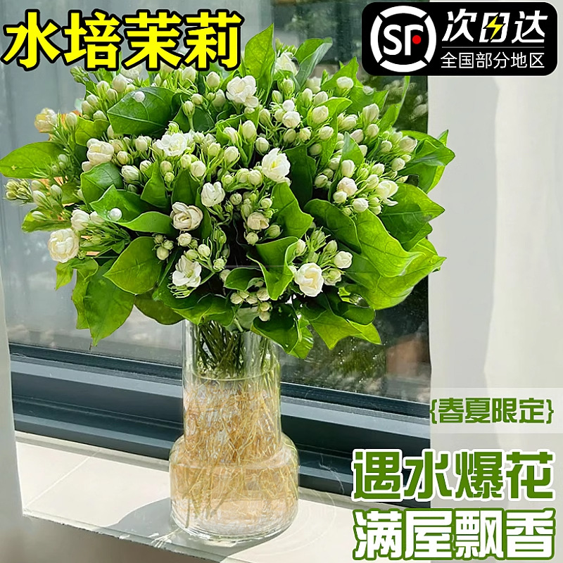 茉莉花水培植物盆栽带花苞懒人鲜花绿植水养花卉办公室内桌面好养