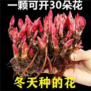 Peony Flower Seedlings, Indoor and Outdoor Potted Flower Plants, Balcony Sowing Seeds, Blooming in All Seasons