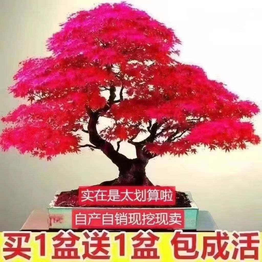 买一送一红枫树苗四季种植盆景中国红枫室内外盆栽植物耐寒代代发