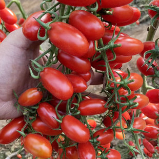 �t�������ѷN���糬���}Ů���N������ҷ��Ѵ����ļ��̨���Ը߮a