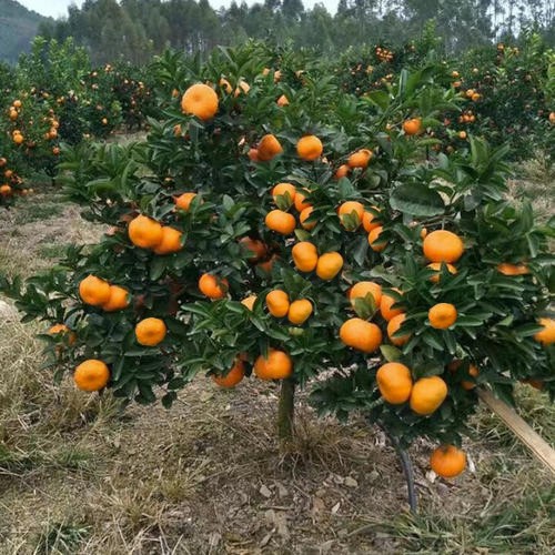 黄岩无核蜜桔苗嫁接早熟桔子树苗甜橘子黄岩蜜桔果树苗当年结果树