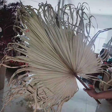 北欧风美学家居装饰叶子蒲扇葵叶棕榈叶DIY插花材料干花婚礼造型