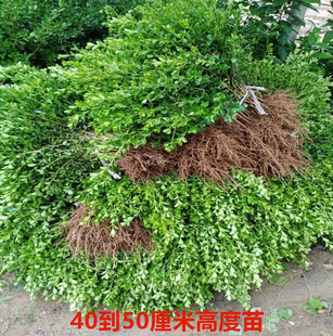 Dropshipping Project Seedlings for Courtyard Greening, Boxwood Potted Plants, Small-Leaf Boxwood, Boxwood Seedlings, Boxwood Bed Seedlings for All Seasons