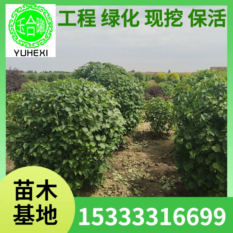 Сиреневые шары, четырехсезонные сирени, крупнолистные сирени, мелколистные сирени, шары для зеленения склонов, шары для зеленения парков