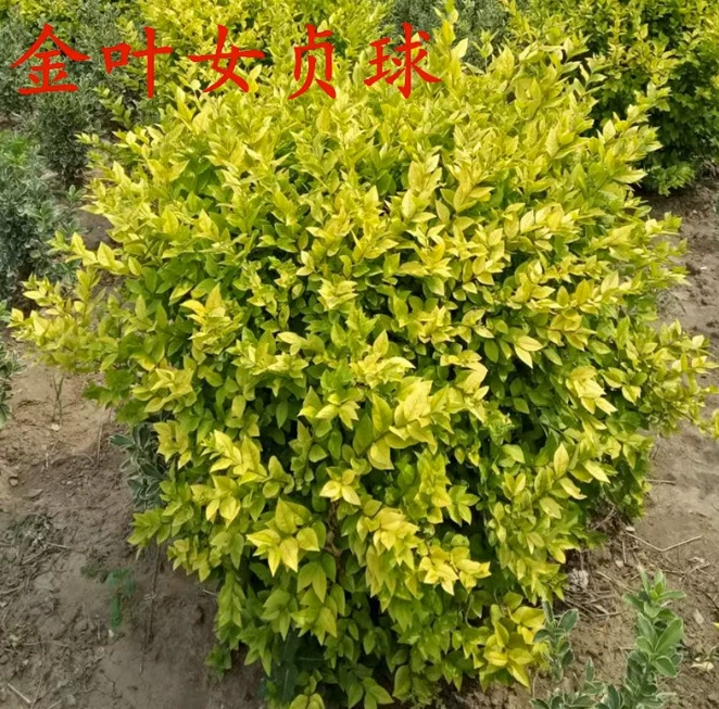 Дропшиппинг, горшечное растение с золотыми листьями, лигуструм с маленькими листьями, лимонное светлое дерево для двора, балкона, термостойкое и солнцезащитное древесное зеленое растение