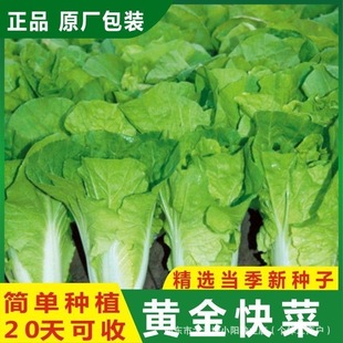 �S���˷N�������ļ�С�ײ˷N���̨�ԷN�����߲˷N�Ӵ�ȫ