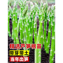 多年生种根阳台芦笋带盆栽种籽种植根苗种苗庭院苗绿植卢笋土芦芛