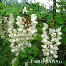 红花刺槐种子 紫槐种子 紫花刺槐种子槐树种子观赏树香草植物种子