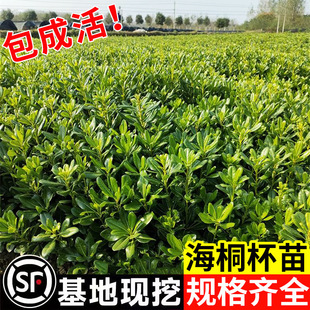Haitong potted saplings easy to live and good to raise Haitong ball courtyard villa greening project seedlings evergreen all the year round fragrance