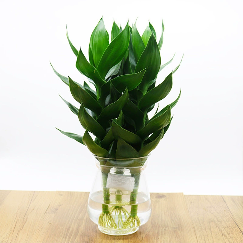 Дропшиппинг комнатных водных культур вечнозеленых цветов и зеленых растений, гидропонных растений Гуаньинь, бамбука, офисных настольных горшечных растений для балкона