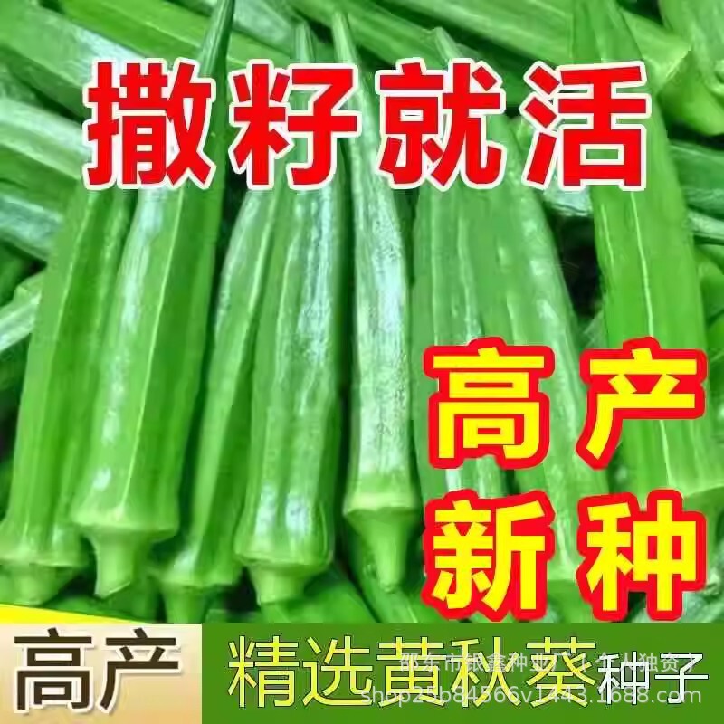 Okra Seeds, Red Okra Seeds, Green Okra Seeds, Original Four-Season Vegetable and Fruit Seeds, Vegetable Seeds Wholesale