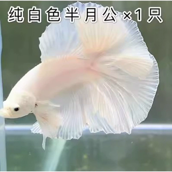 Pure white half moon [public]