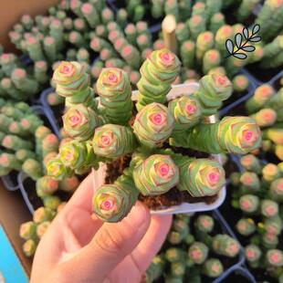 �Gֲ���ܶ���ֲ�����Զ������ �X���ֲ��͏d��ɫ�X�����X��