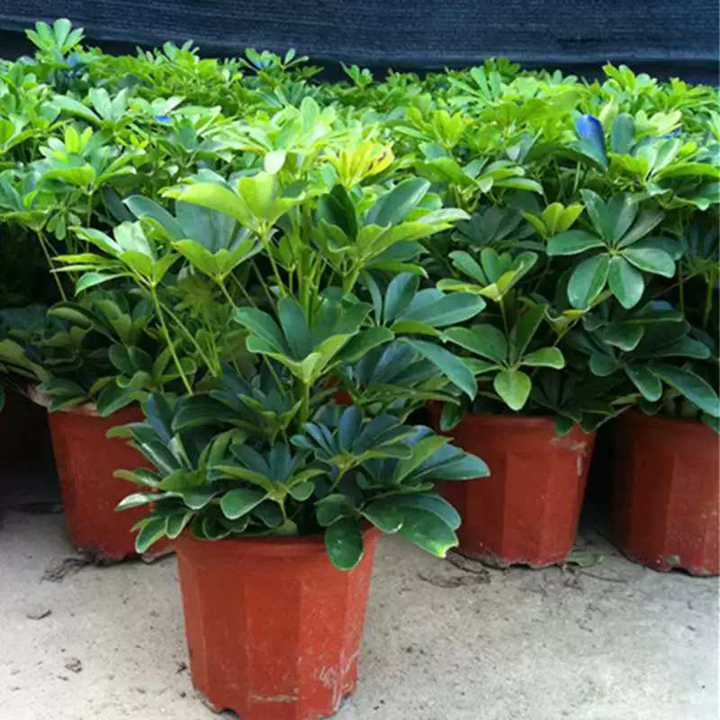 Утиная лапка Древесина Утка пальмовое дерево столешница Горшечное растение комнатные хорошие цветы зеленое растение листва бонсай, чтобы заработать деньги со всех сторон, чтобы заработать деньги Горшечное растение