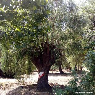 ����ֱ�N����l؛��Ƥ�����G�����ഹ���׳ɻ��ഹ�S����ֱ���r��