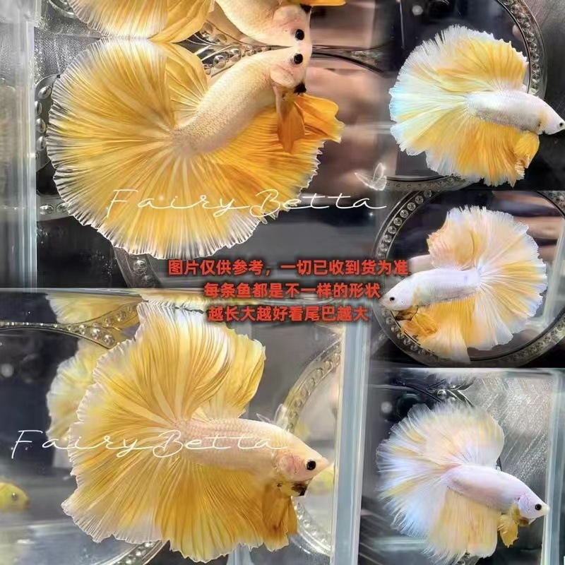 泰国斗鱼仙女款纯白半月超美网红小型淡水热带冷水观赏鱼好养耐活|undefined
