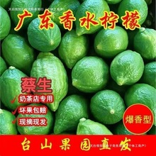 广东香水柠檬江门直发无籽手打暴打奶茶新鲜直达果茶【包邮批发】