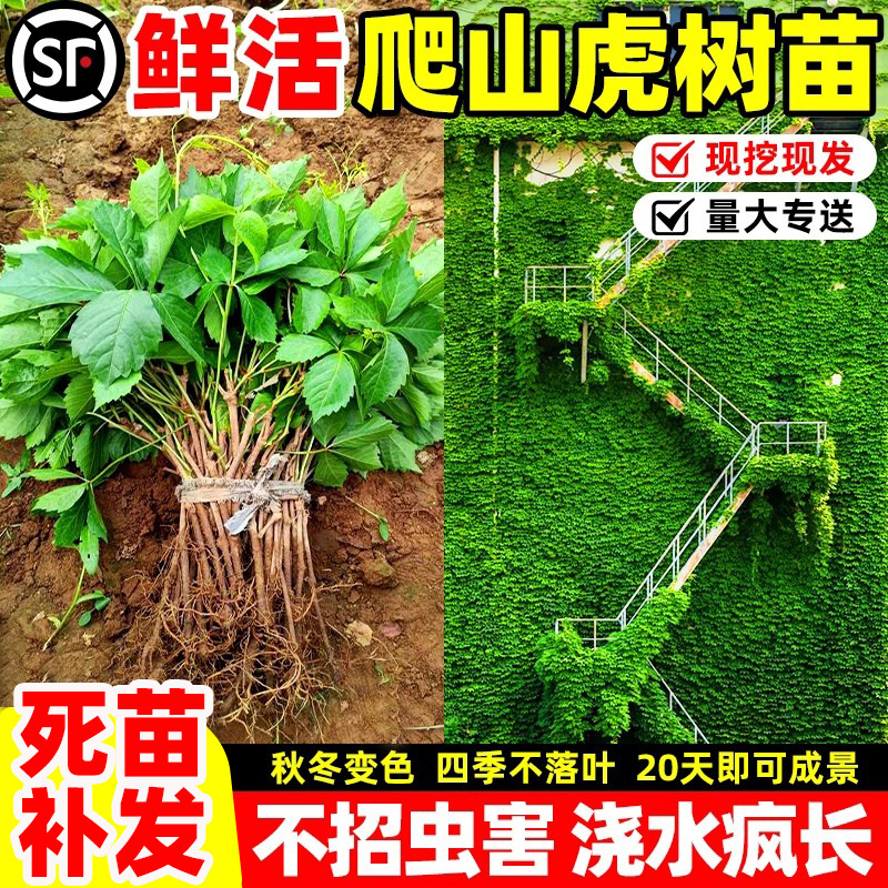 爬山虎活苗爬墙虎藤蔓庭院四季苗三叶五叶室外易活树苗绿植常青藤