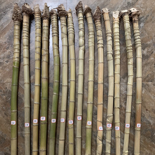 Arhat Bamboo Turtle Shell Bamboo Fishing Rod Fan Bone Handle Material Brush Rod Pot Pen 260 Packaged Diameter 3-5
