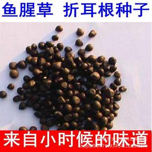 �~�ȲݷN�� �N���۶����N���N�����r�����ļ��F������Ĵ�