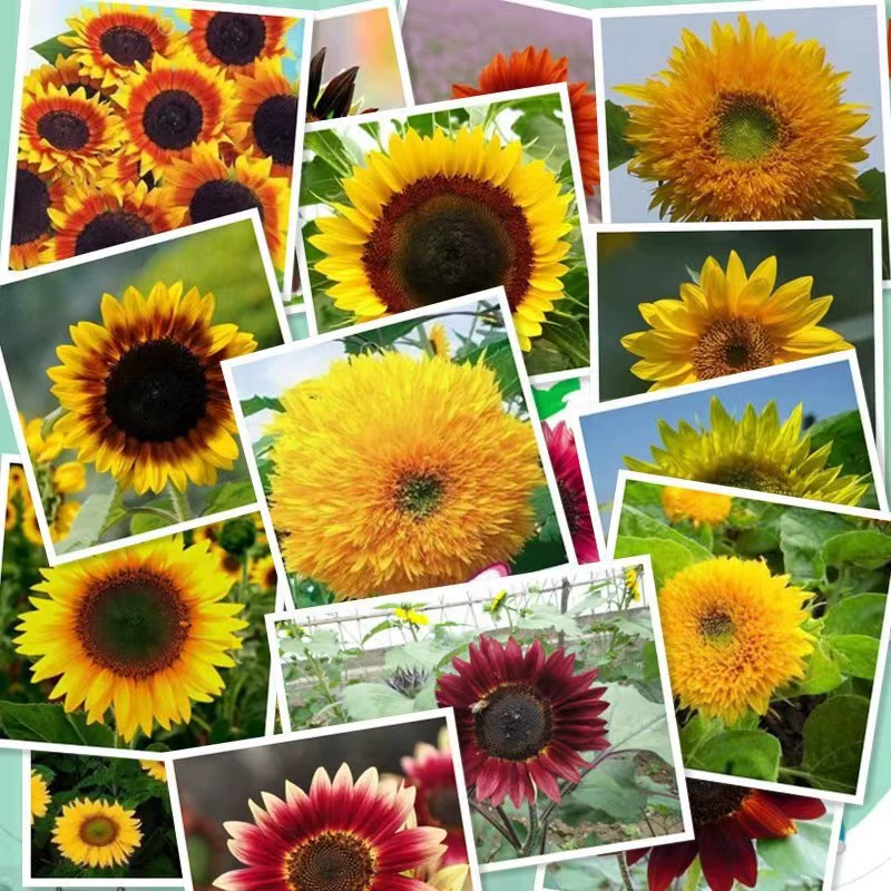 Семена подсолнечника Декоративные съедобные флорист Семена срезанных цветов Масло семян подсолнечника Карликовый Подсолнечник Многоголовый комнатный и открытый горшок