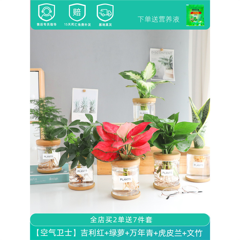 Plantas hidropónicas en maceta de flores de oficina de flores pequeñas plantas verdes en todas las estaciones, fácil de cultivar plantas en maceta de agua suculenta.