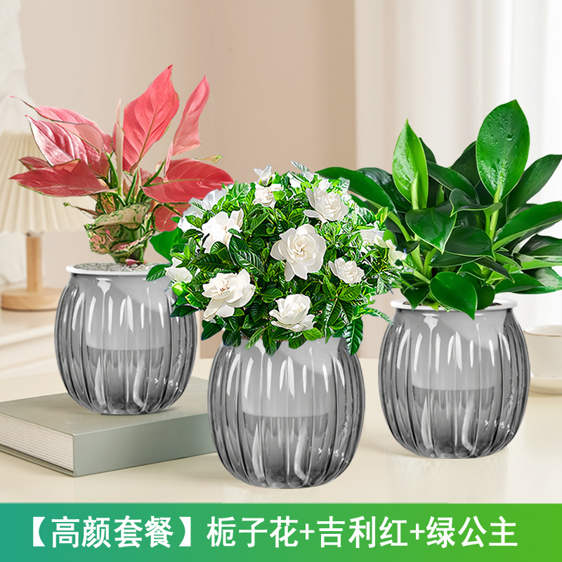 [하이룩 패키지] 치자나무 + 지리 레드 + 그린 프린세스(회색 호박 냄비) + 영양